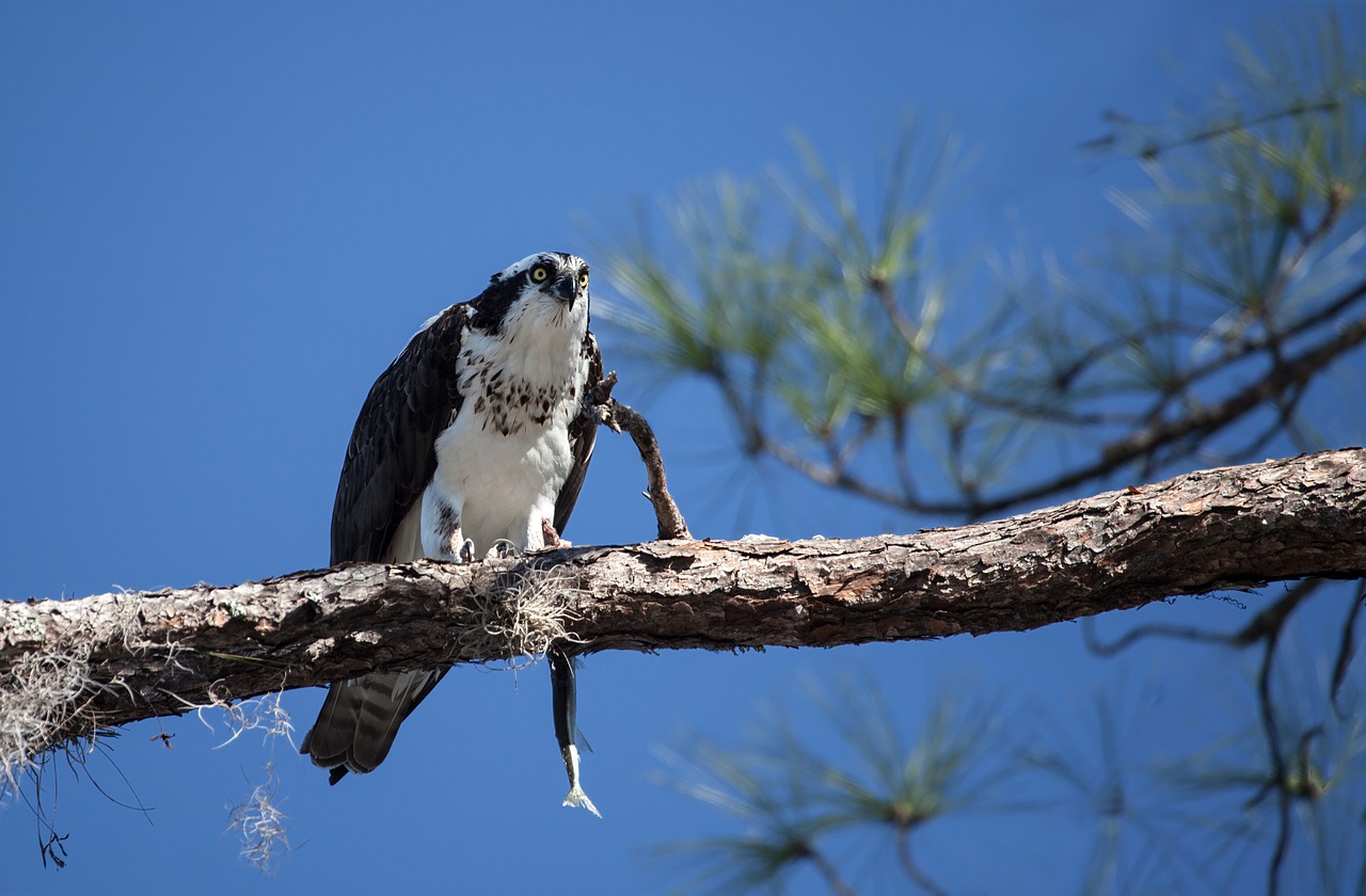 osprey adler bird free photo