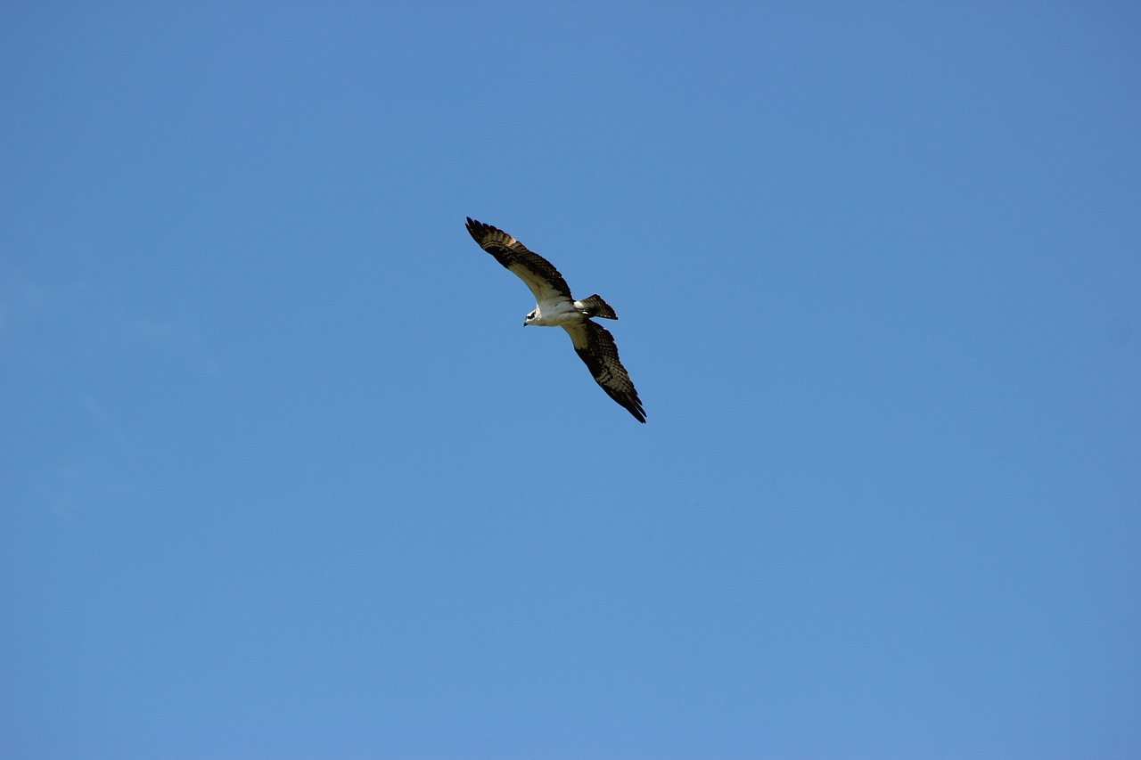 osprey flight flying free photo