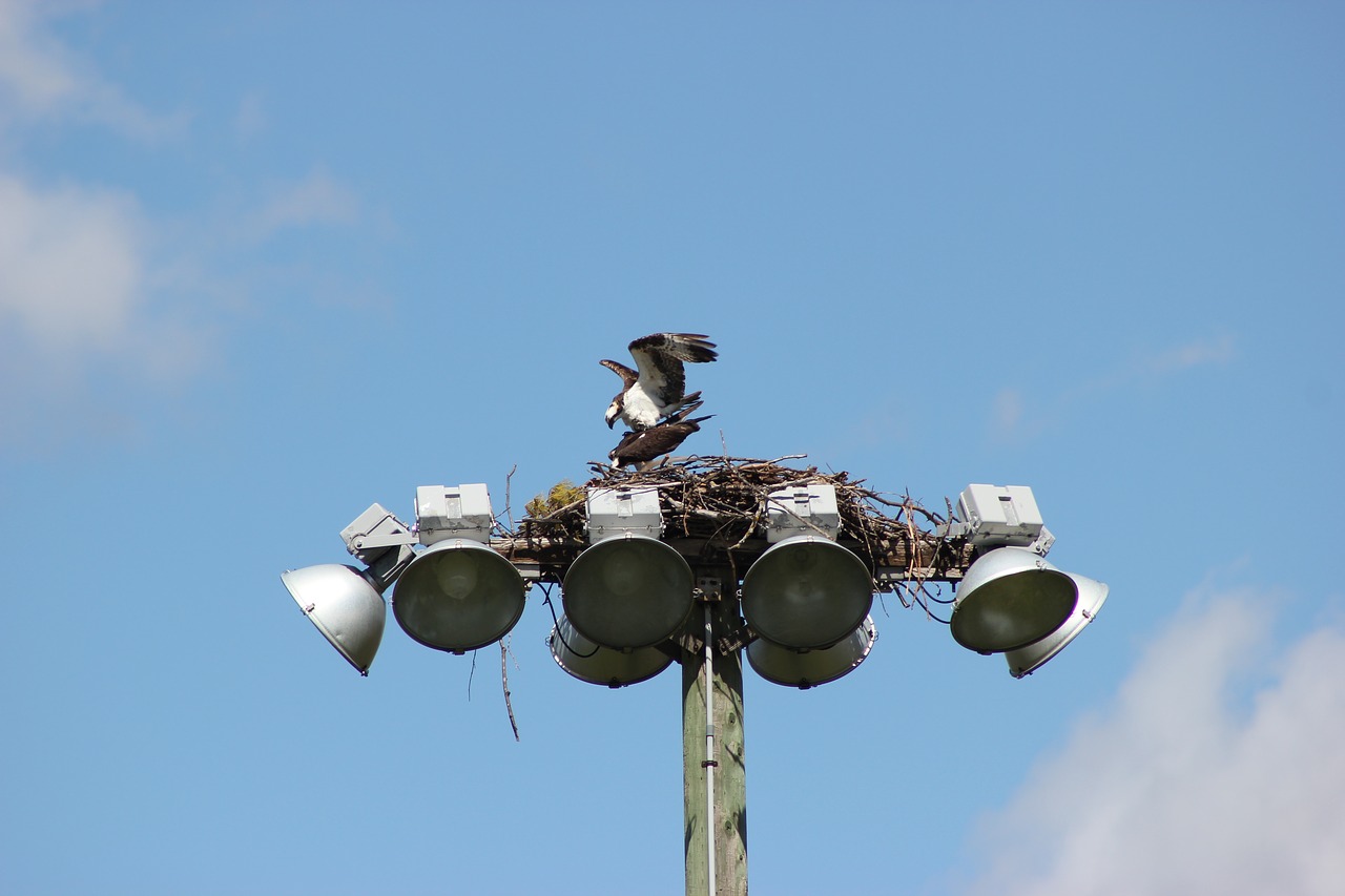 osprey bird nest free photo