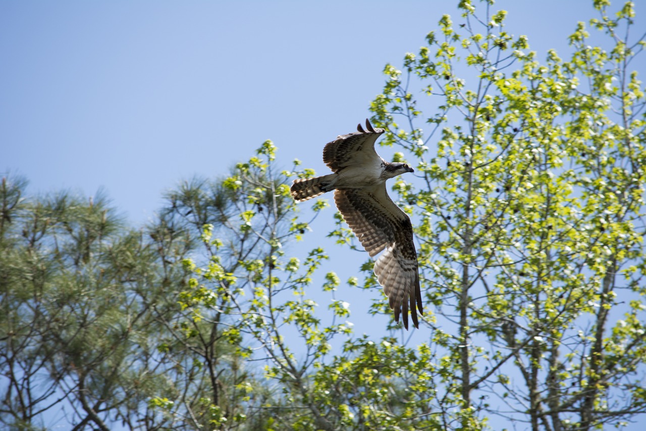 osprey eagle raptor free photo