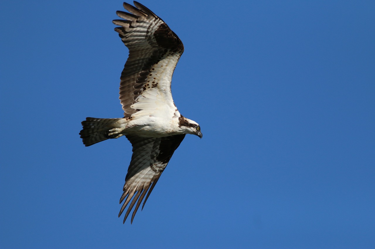 osprey birds blue sky free photo