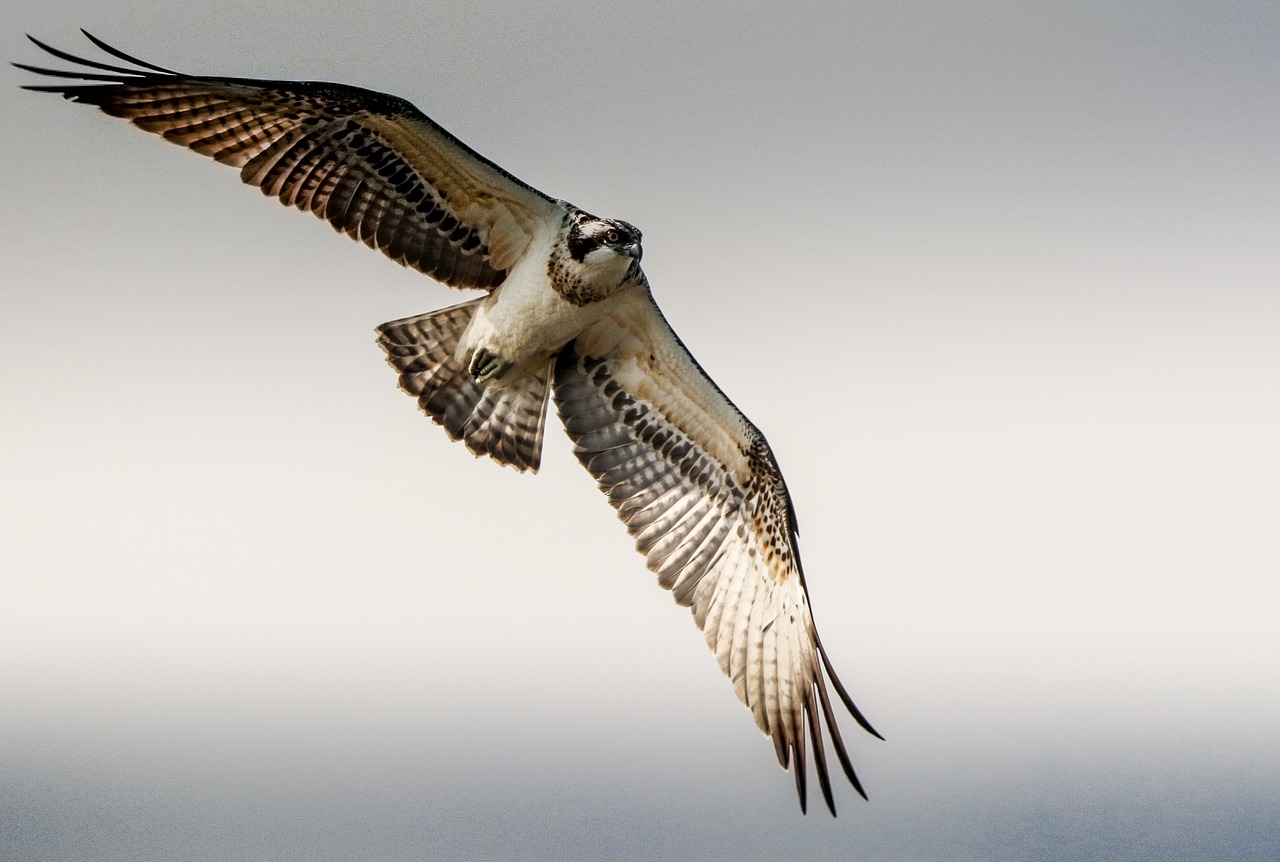 osprey flight raptor free photo