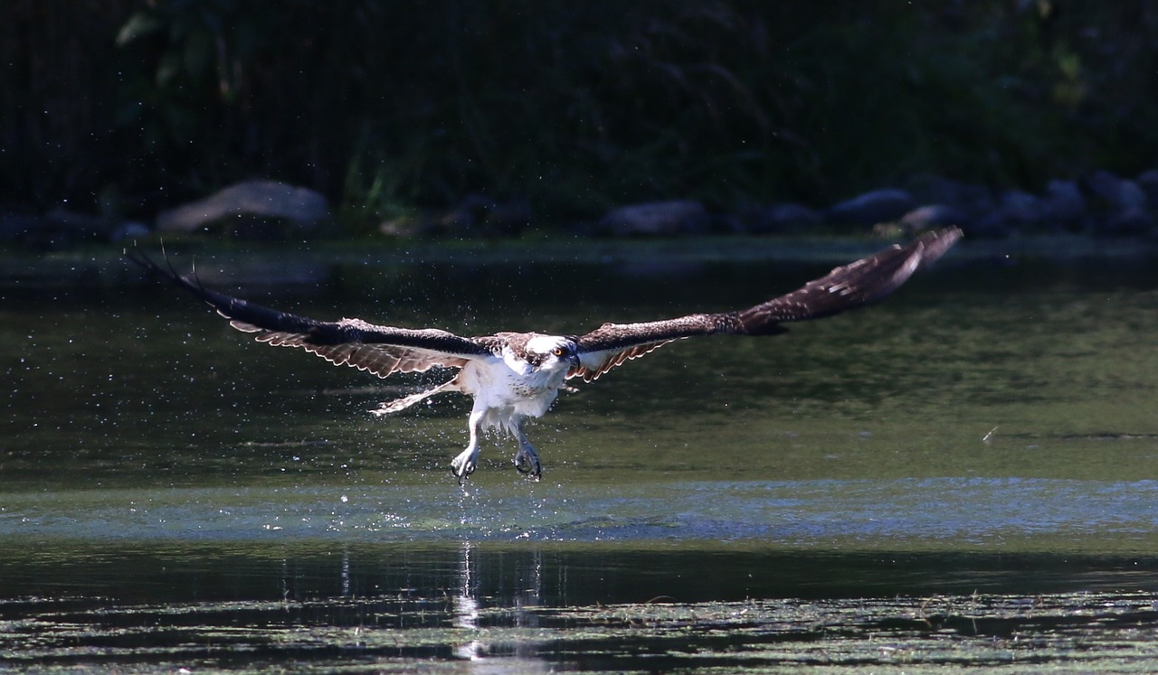 osprey fishing bird free photo