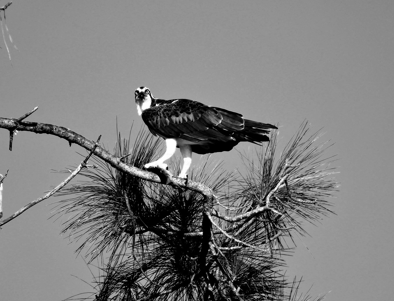 osprey  bird  avian free photo