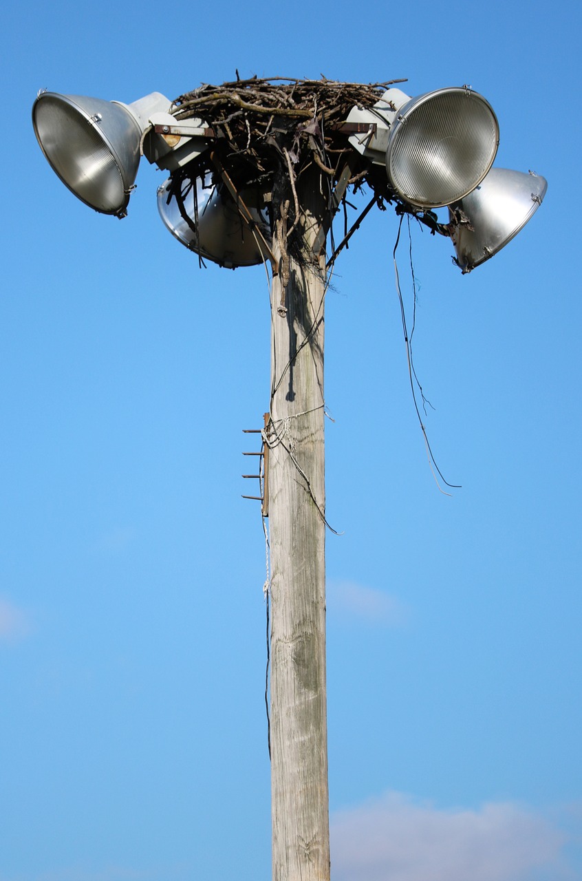 osprey  nest  bird free photo