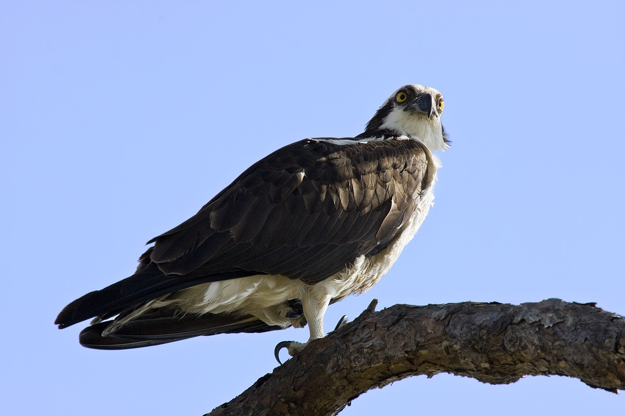 osprey  raptor  talons free photo