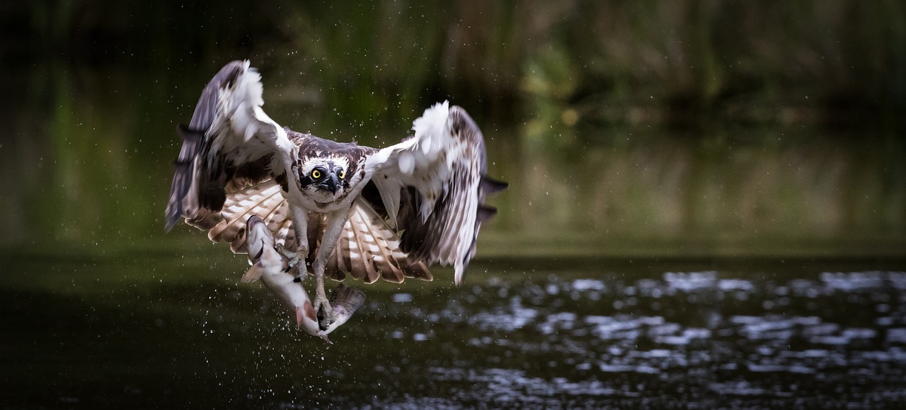 osprey  water  trout free photo