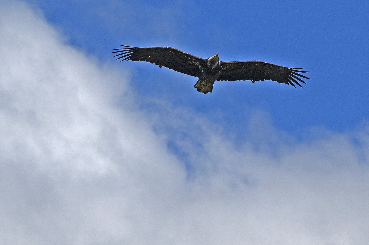 osprey raptor bird free photo