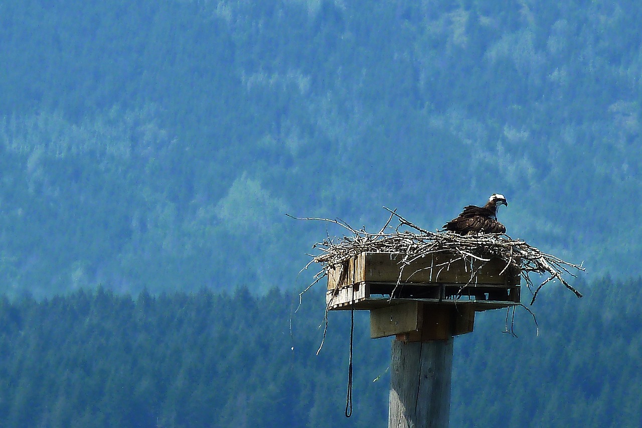 osprey bird nature free photo