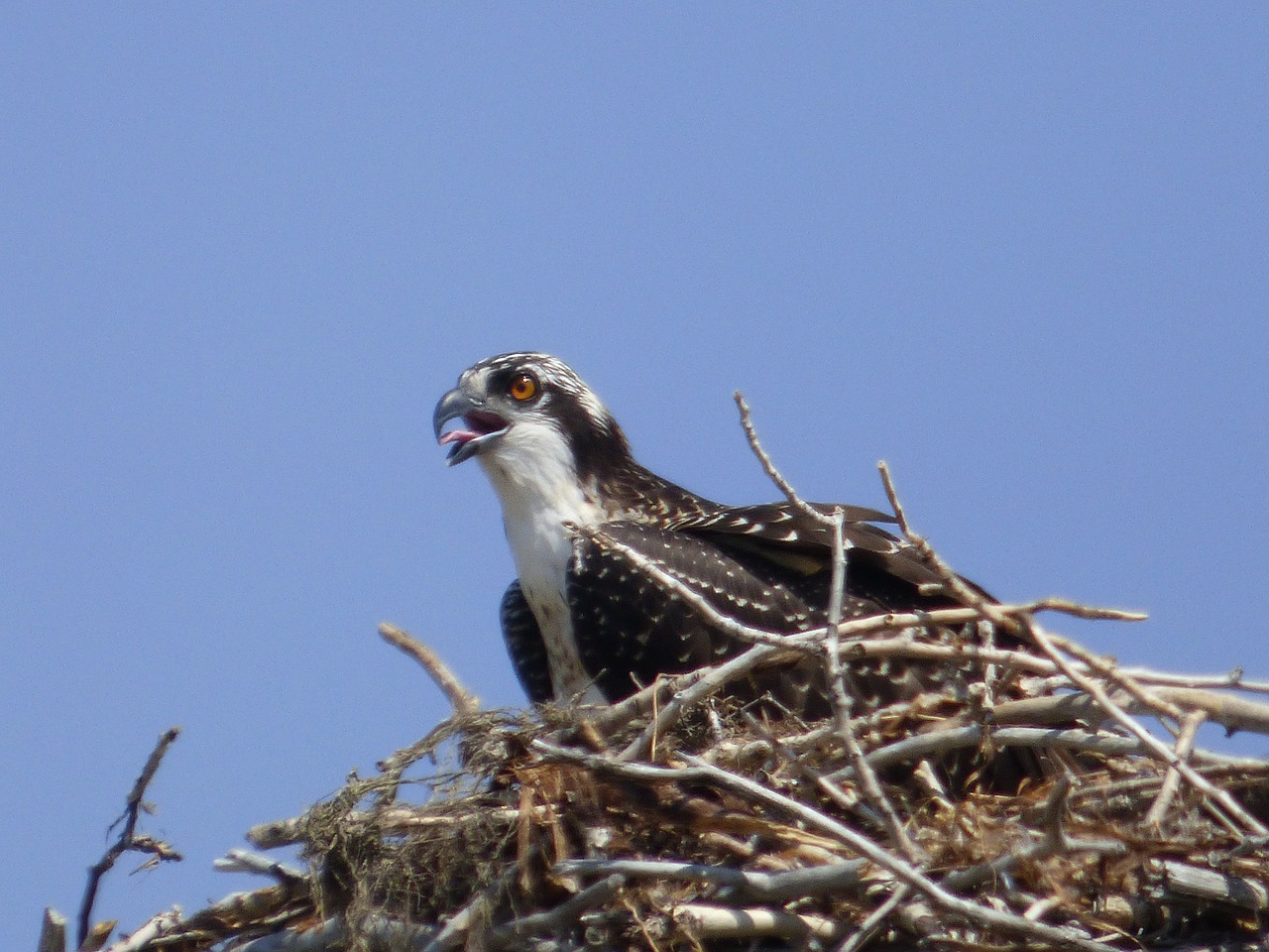 osprey nest nature free photo