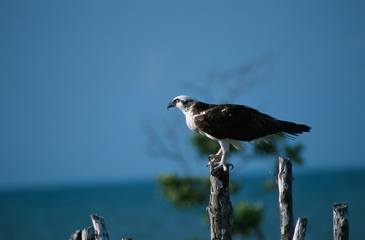 osprey perched pole free photo