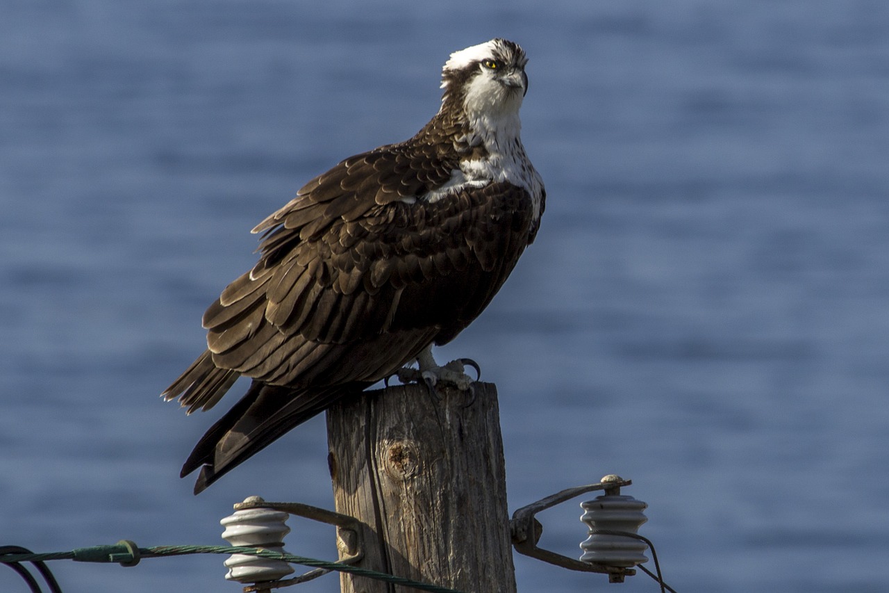 osprey bird hawk free photo