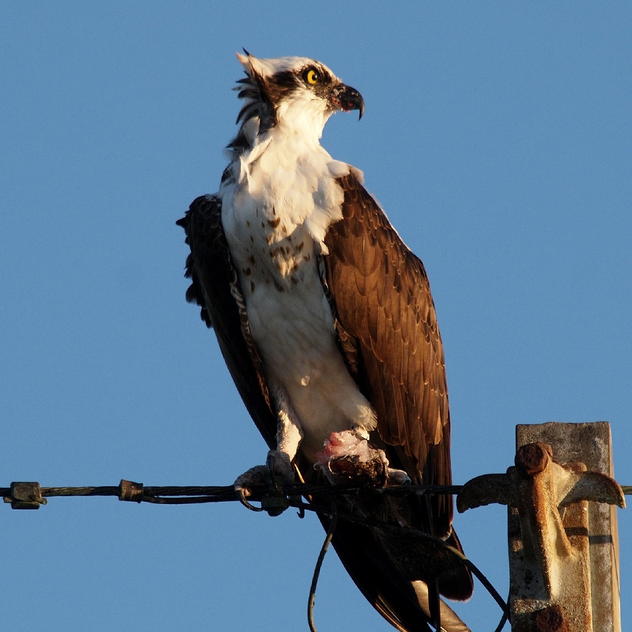 osprey bird perched free photo