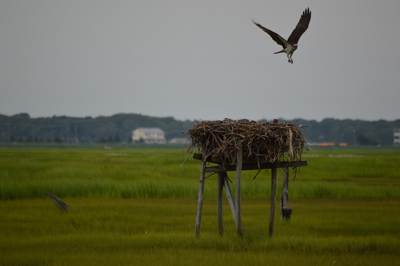 osprey first flight bird free photo