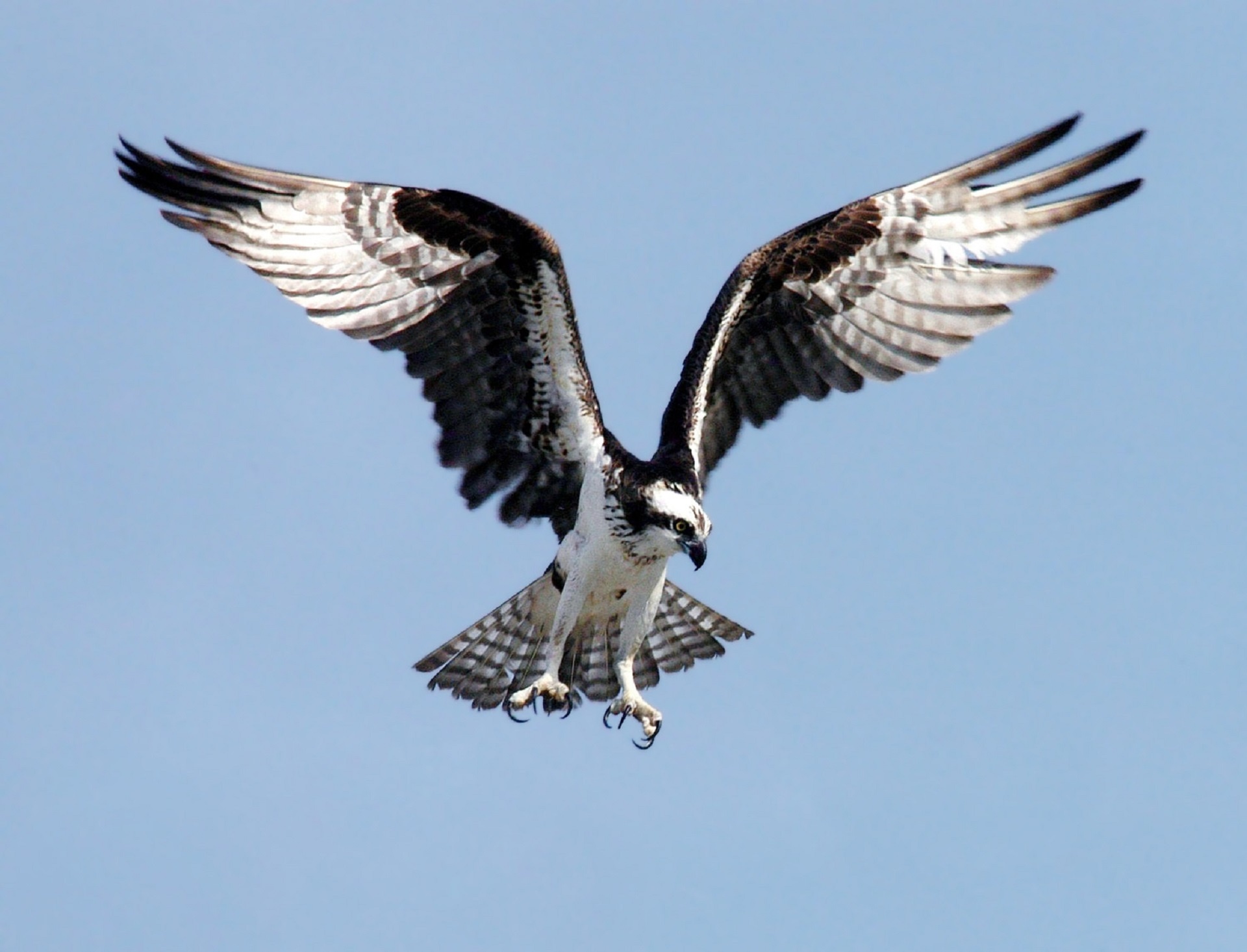 osprey flying soaring free photo
