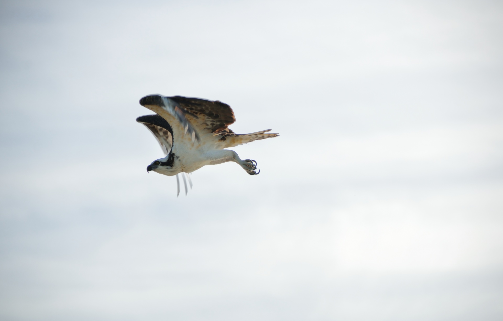 osprey predator bird free photo