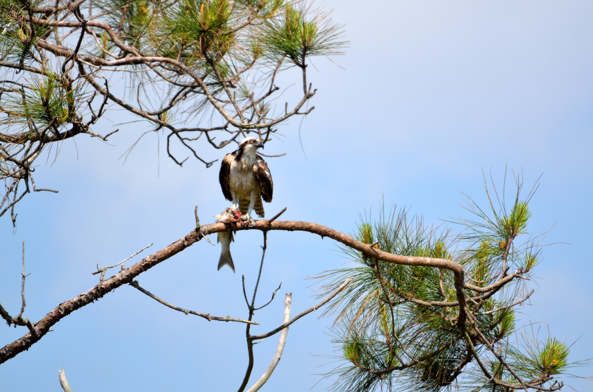 osprey bird avian free photo