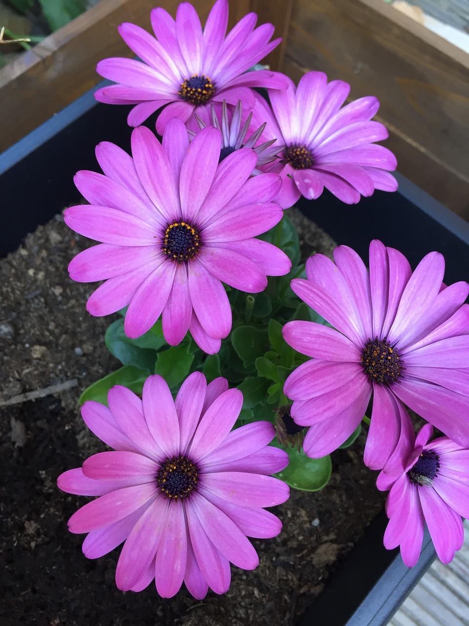 osteospemum flowers plant free photo