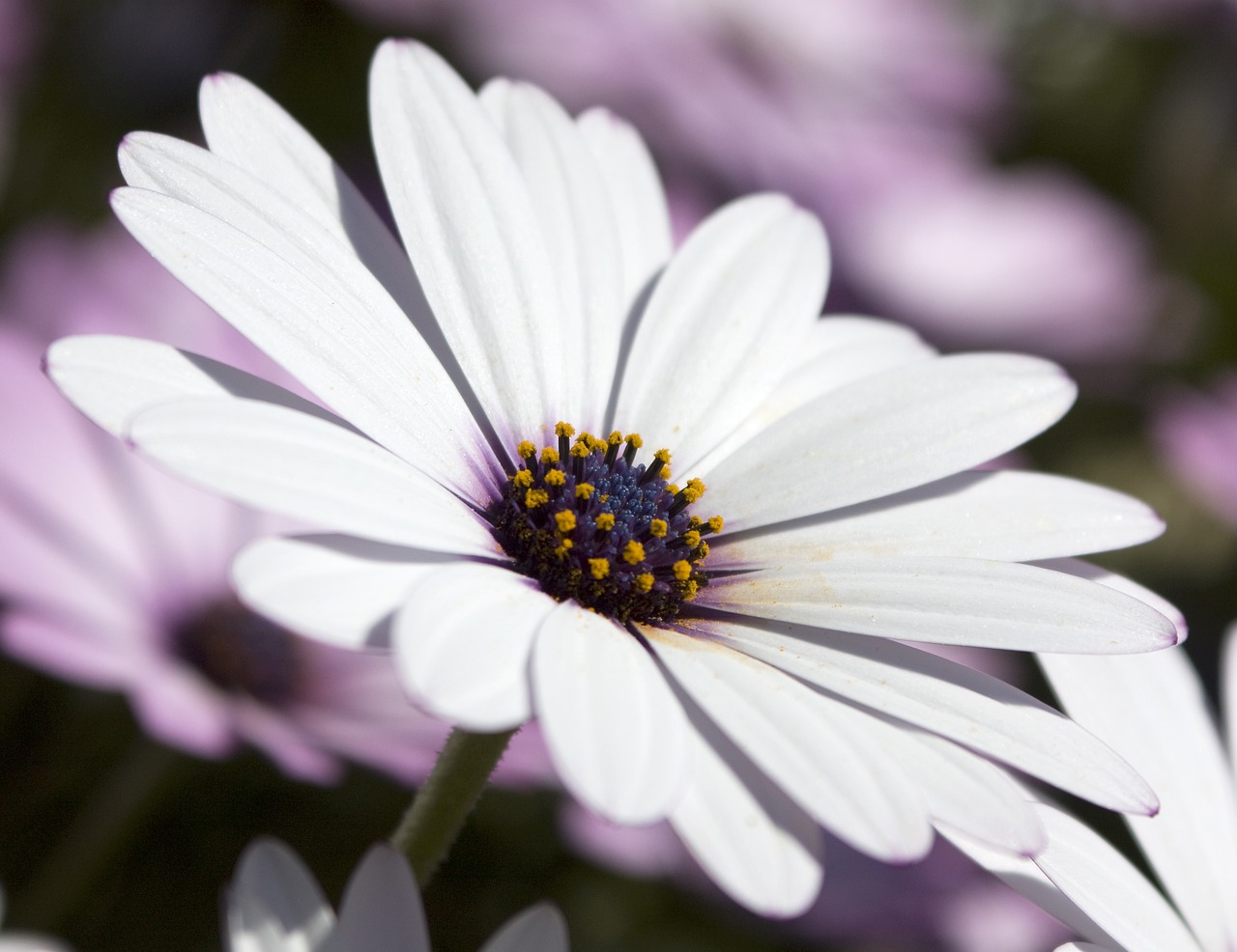 osteospermum african daisy flora free photo