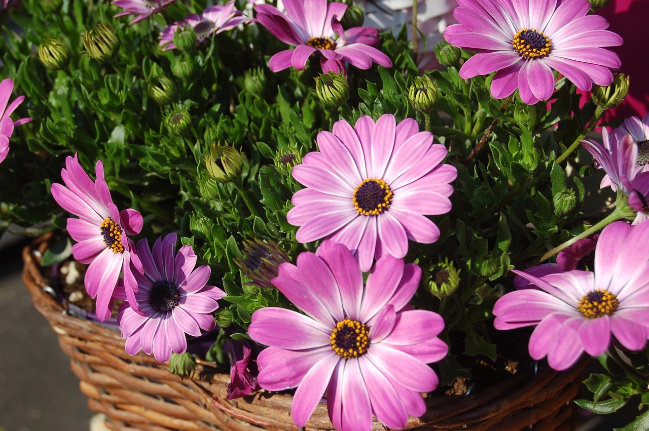 osteospermum   daisies african free photo