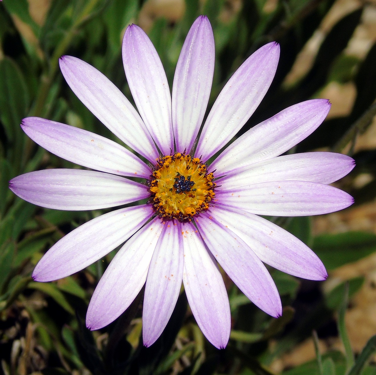 osteospermum  lady  leitrim free photo