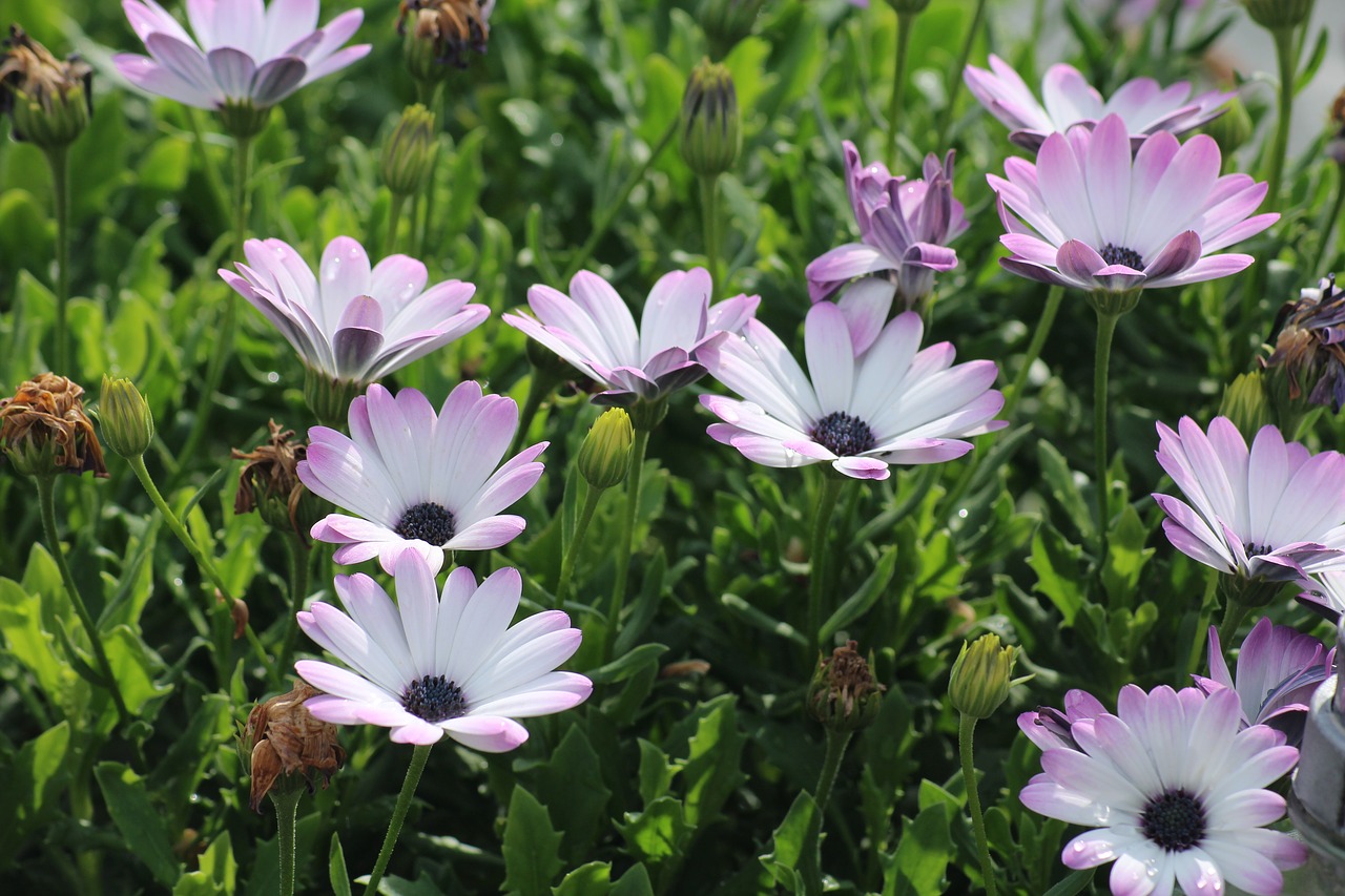 osteospermum  purple flowers  african daisy free photo