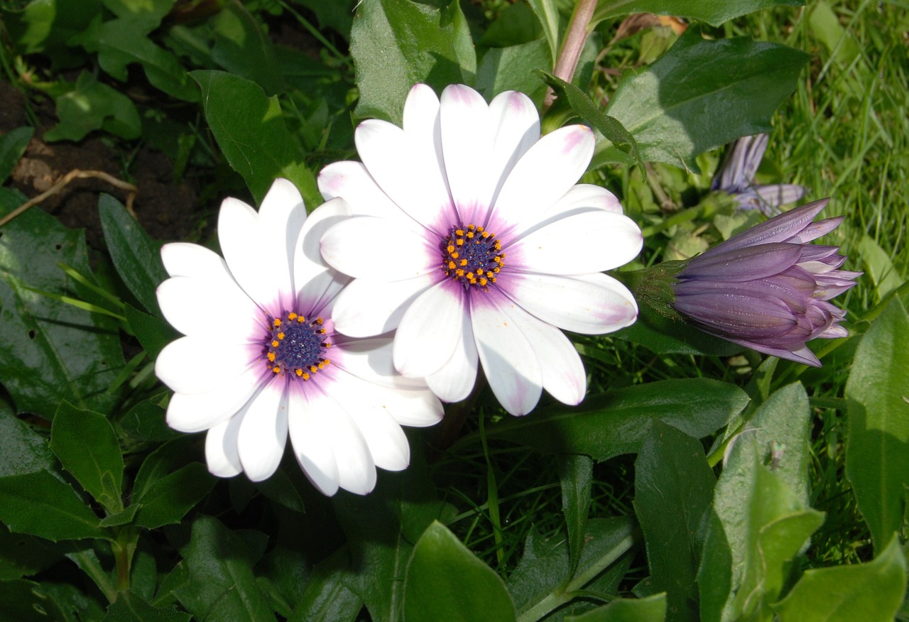 osteospermum african daisy free photo