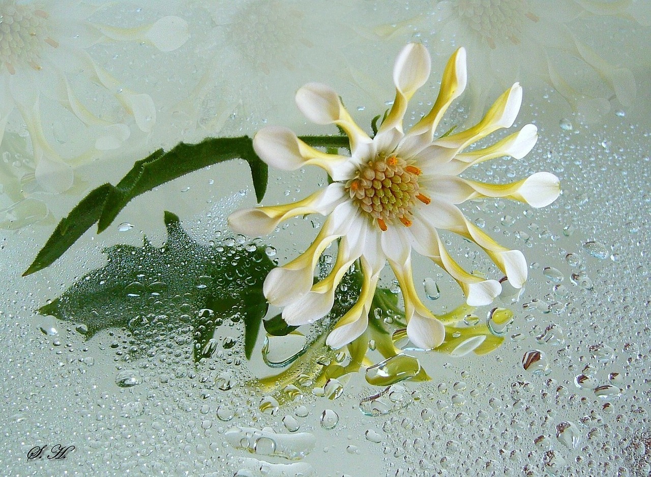 osteospermum white flower blossom free photo