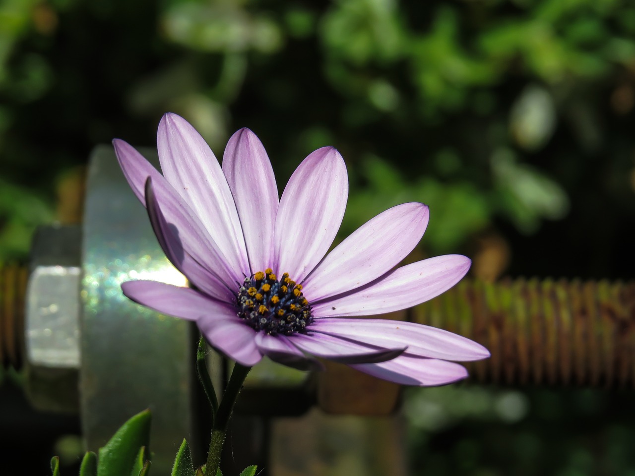 osteospermum sunny day summer flower free photo