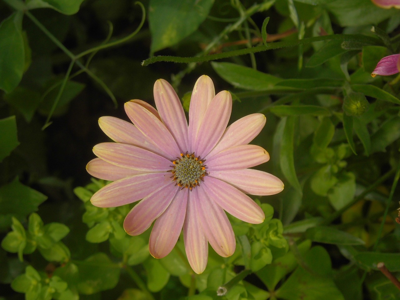 osteospermum flower blossom free photo