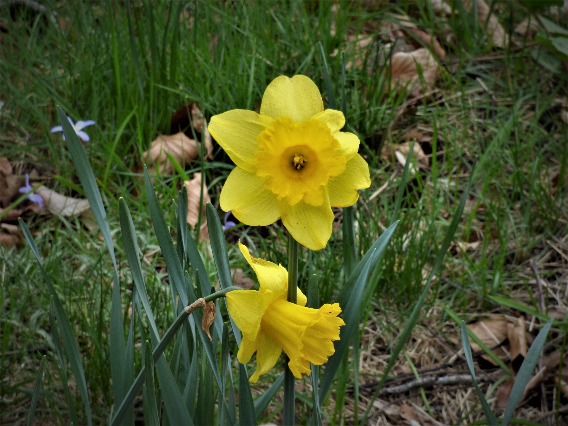 daffodils yellow spring free photo