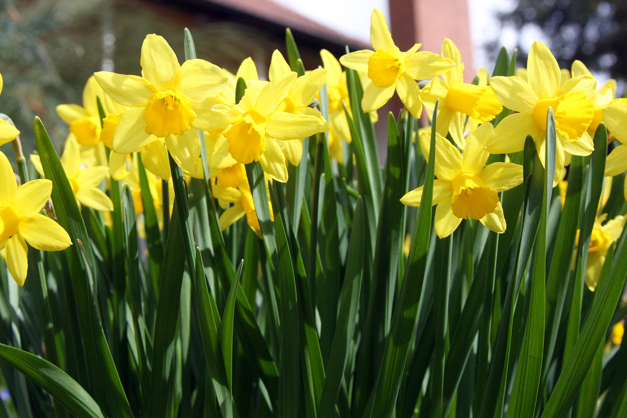 osterblumen  daffodils  osterglocken free photo