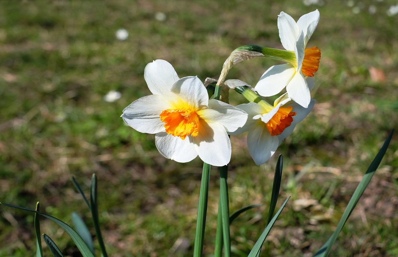 osterglocken flowers daffodils free photo