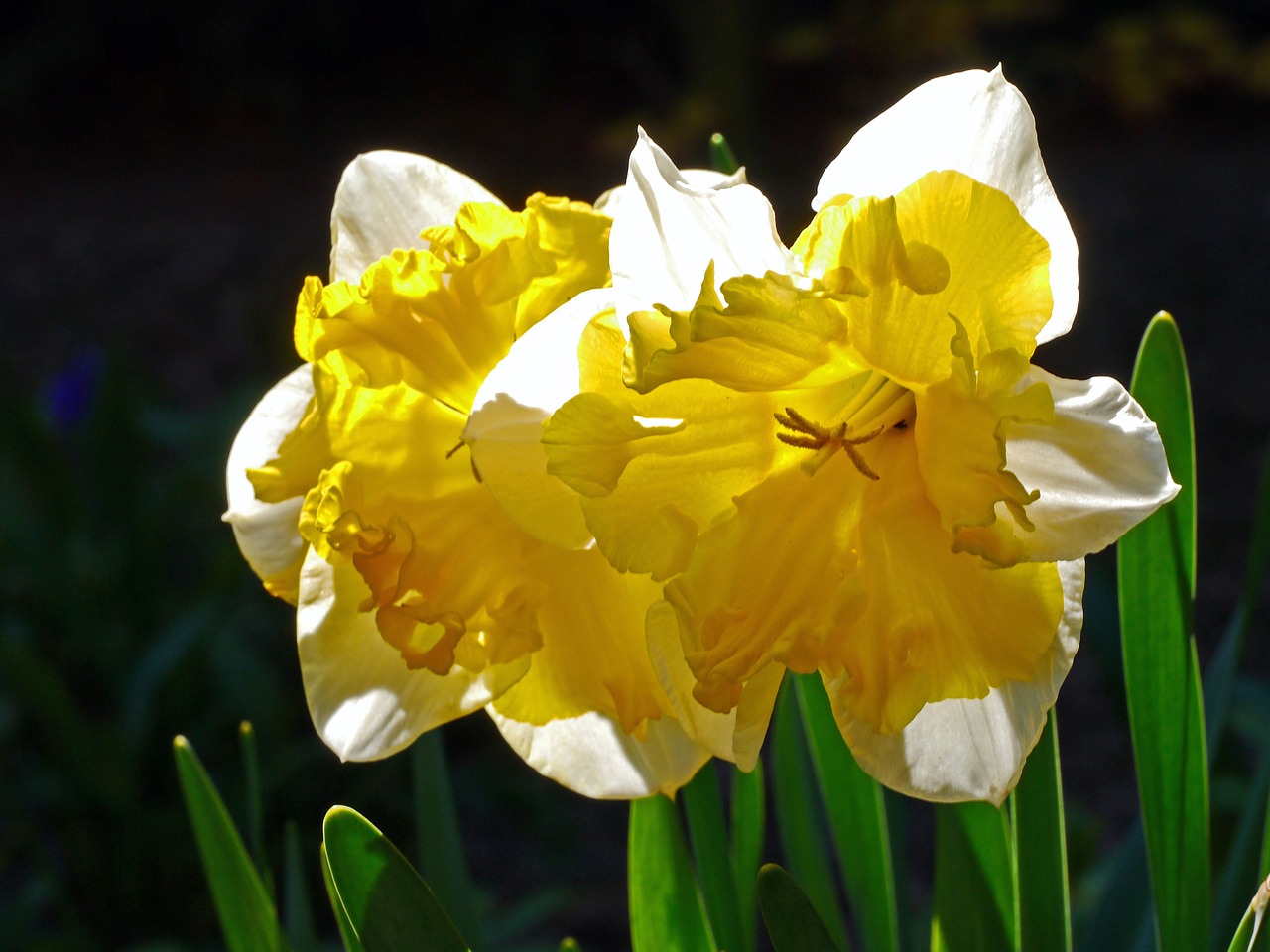 osterglocken daffodils filled free photo