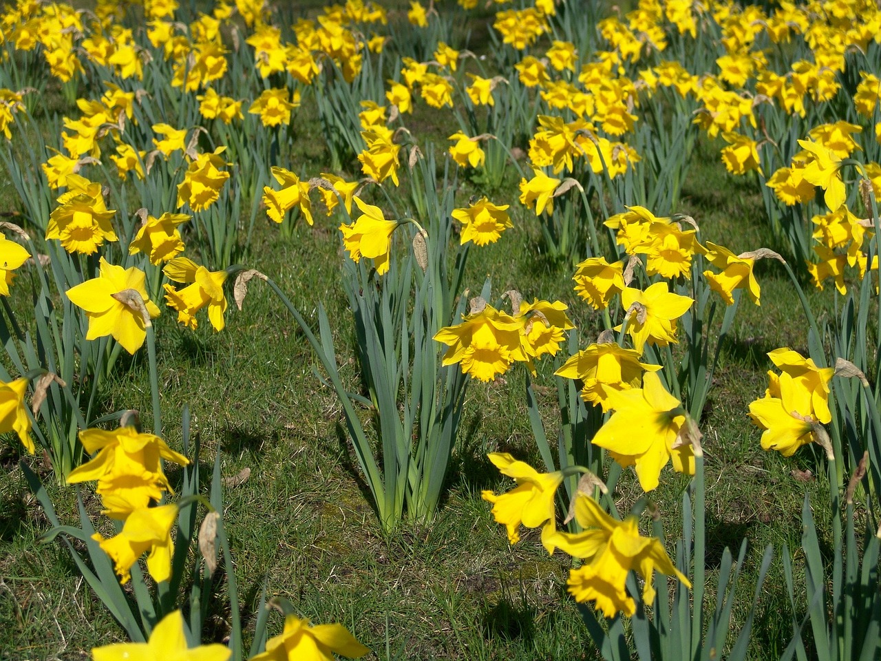 osterglocken daffodils easter free photo