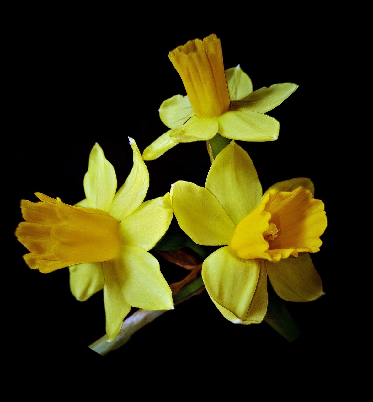 osterglocken daffodils spring flowers free photo