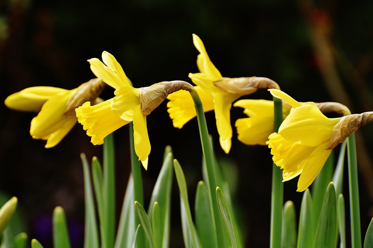 osterglocken daffodils yellow free photo