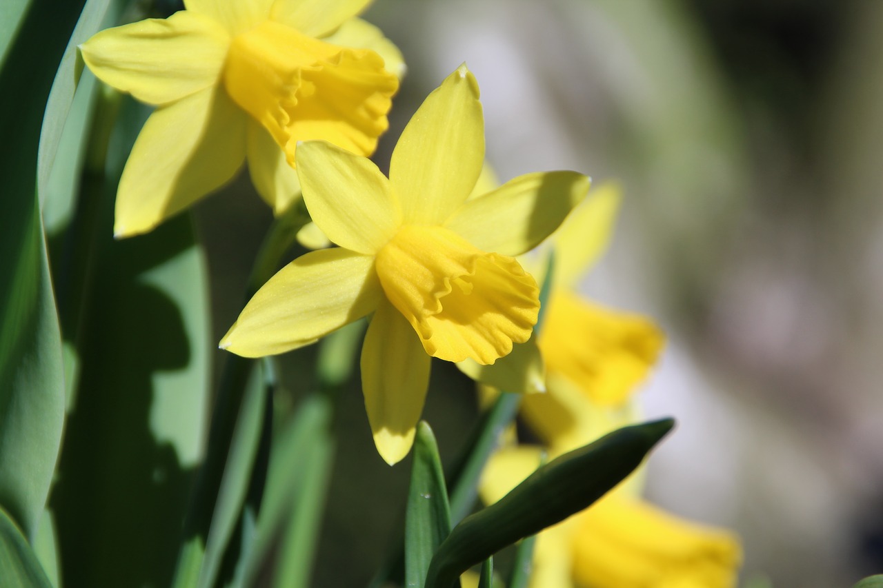 osterglocken yellow flower free photo