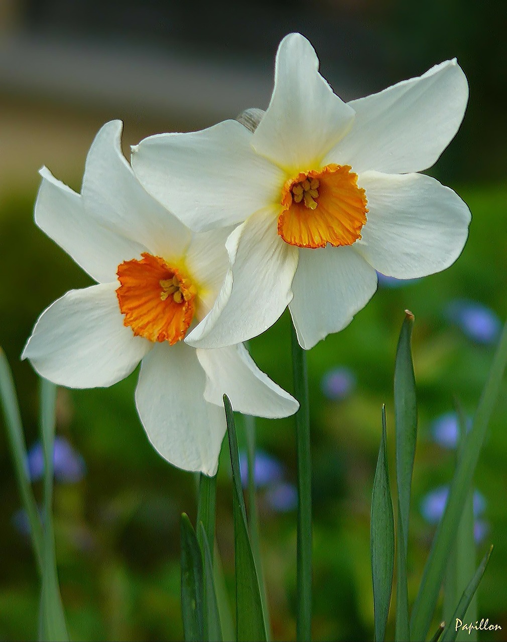 osterglocken daffodil bicolor free photo