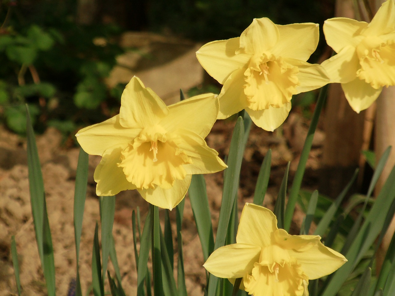 osterglocken daffodils spring free photo