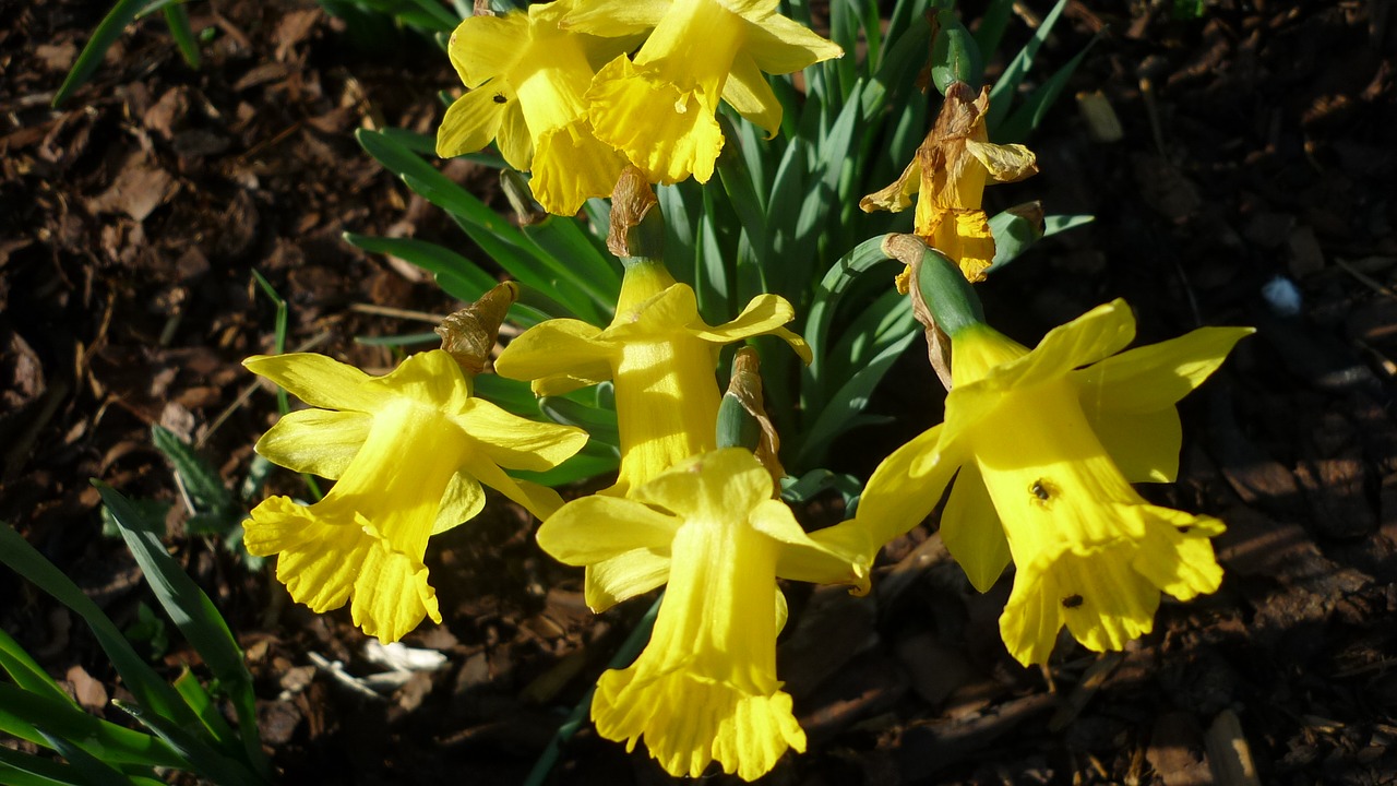 osterglocken  spring flower  yellow free photo