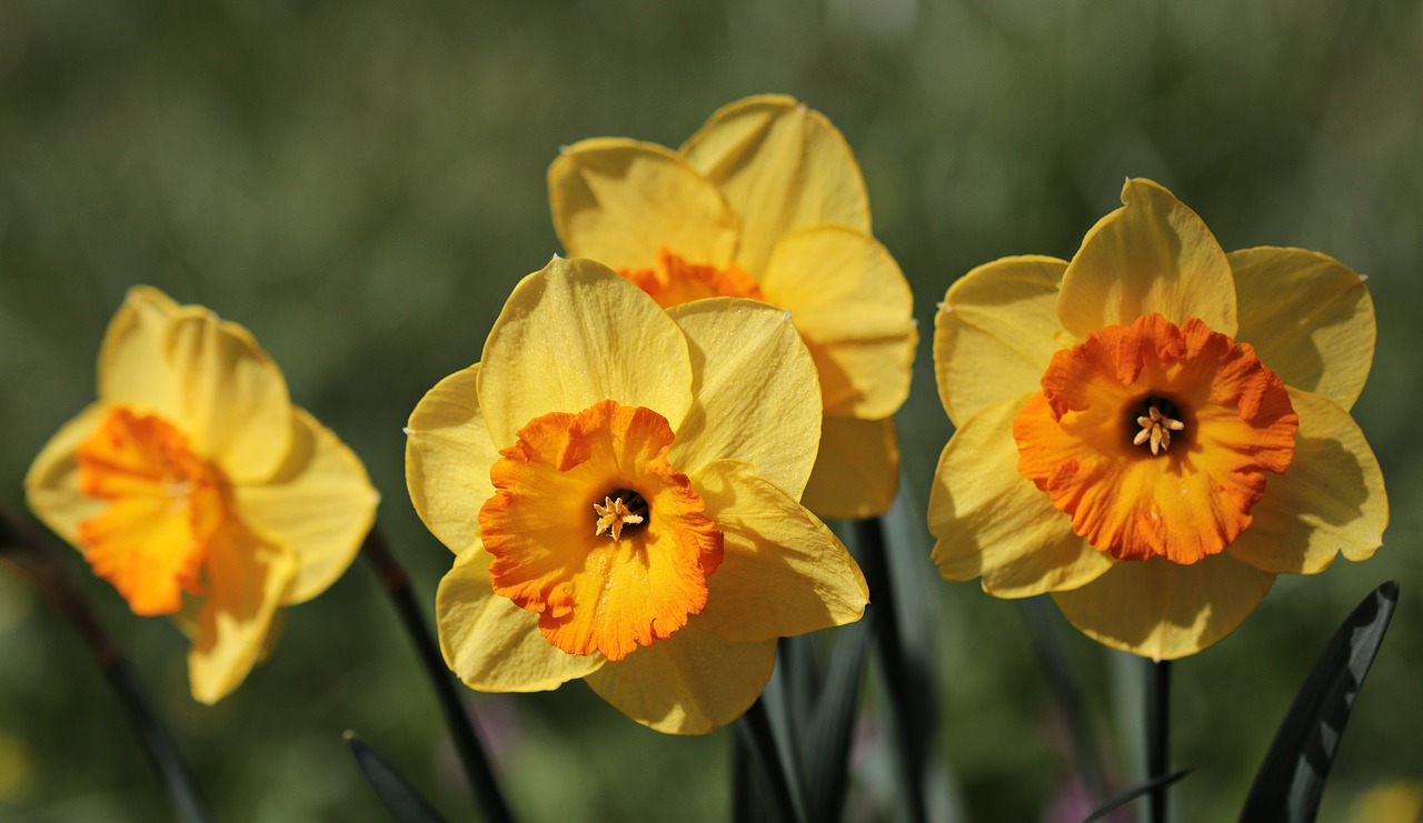 osterglocken  daffodils  flower free photo
