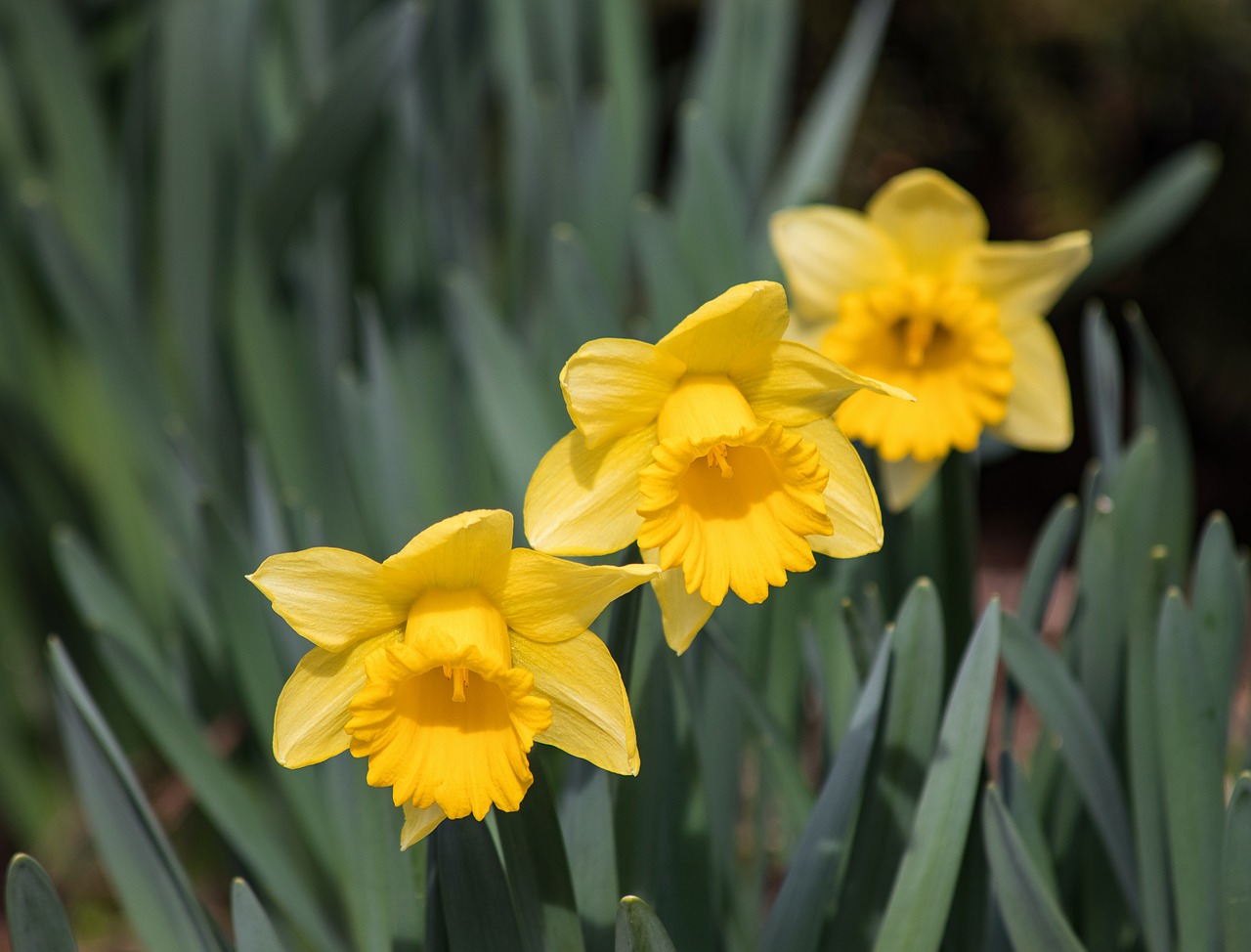 osterglocken  narcissus  flower free photo