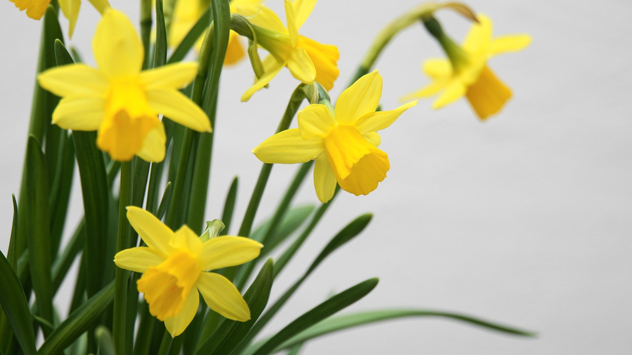 osterglocken  daffodils  spring free photo