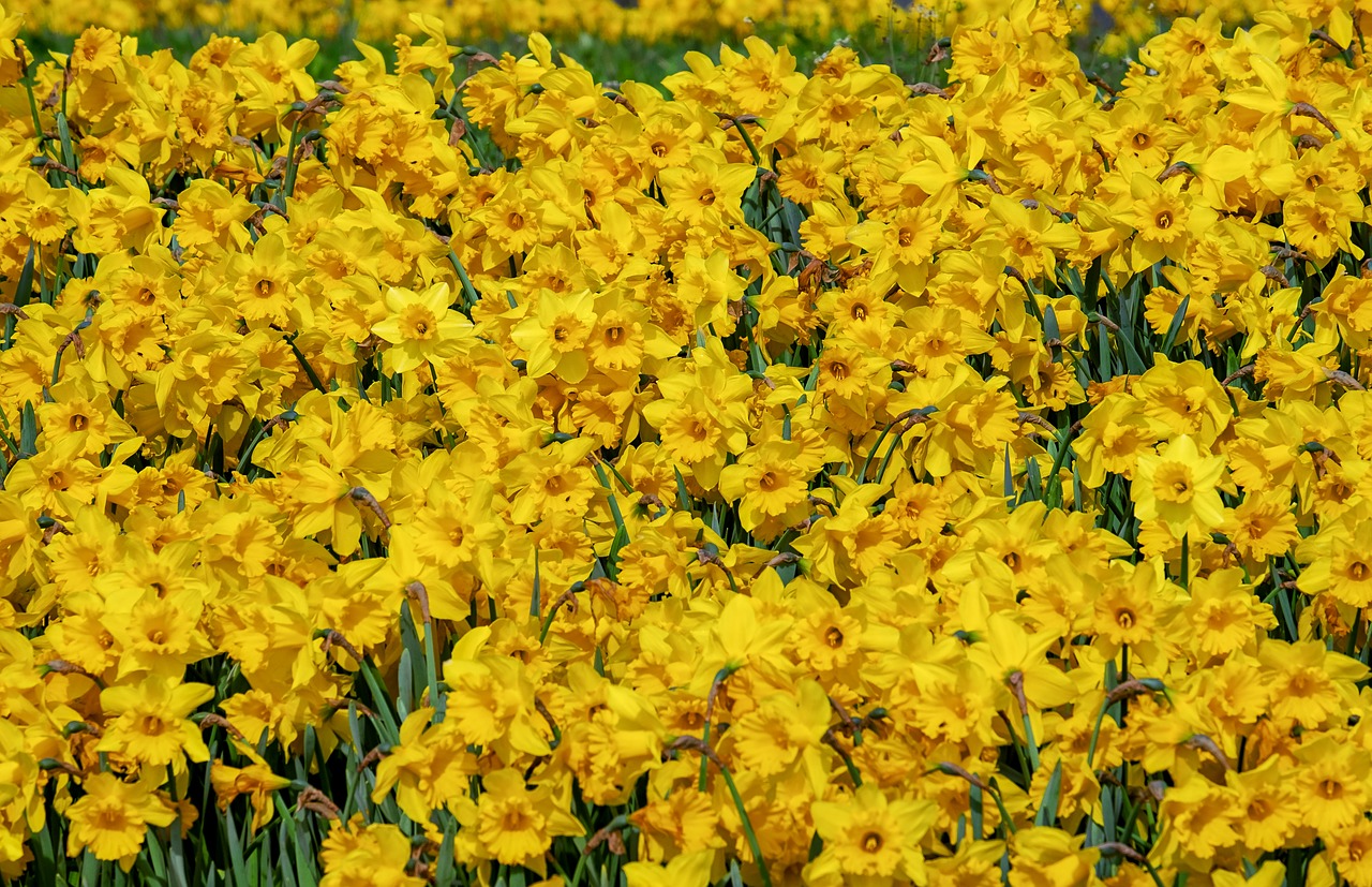 osterglocken  flowers  bloom free photo