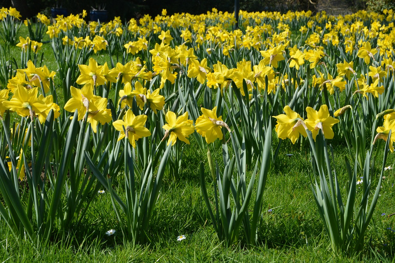 osterglocken  spring  flowers free photo