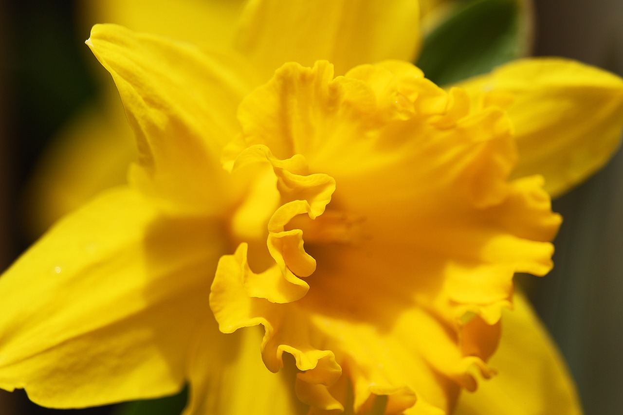 osterglocken  spring  yellow free photo