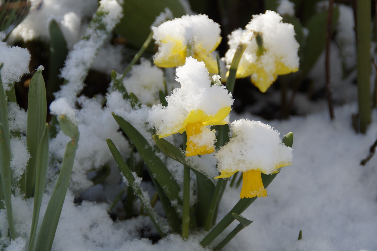 osterglocken daffodils snowy free photo
