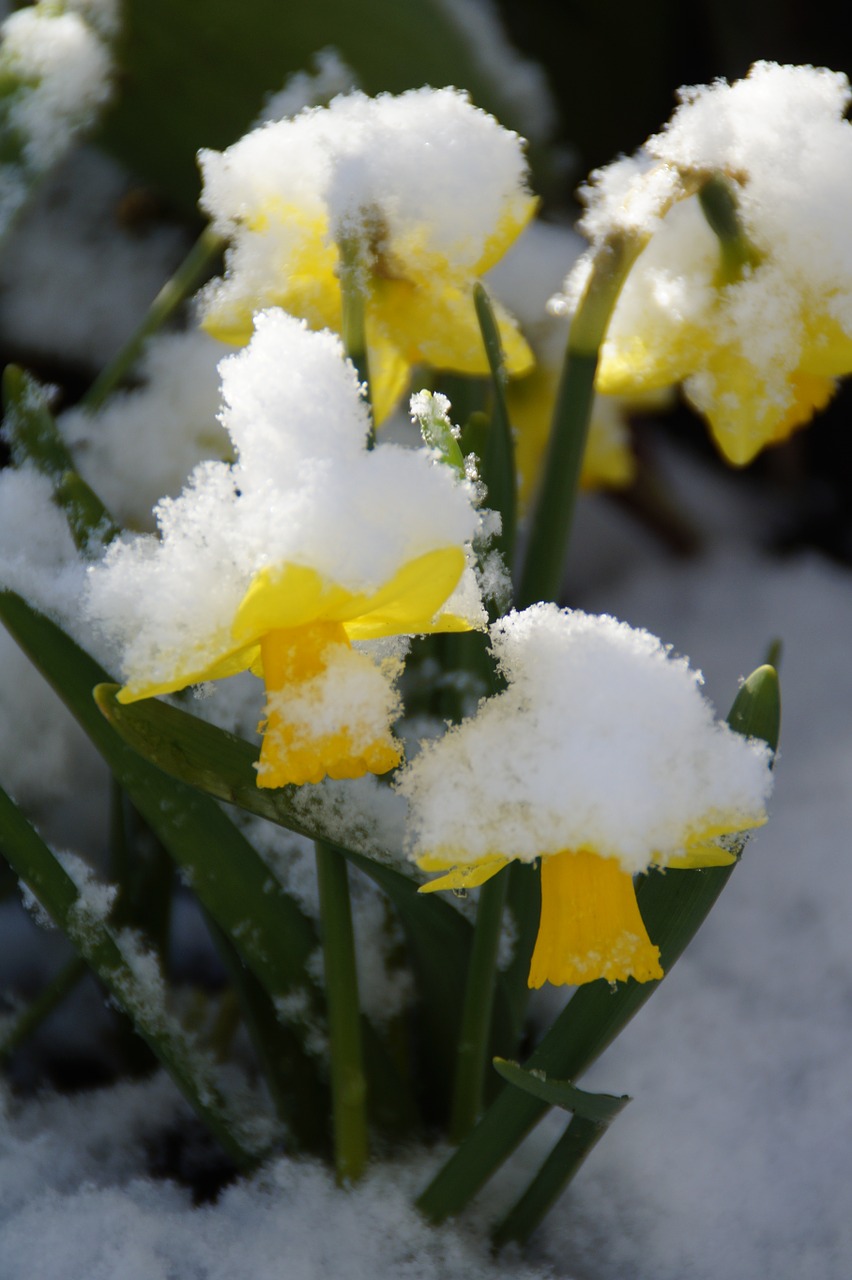 osterglocken daffodils snowy free photo