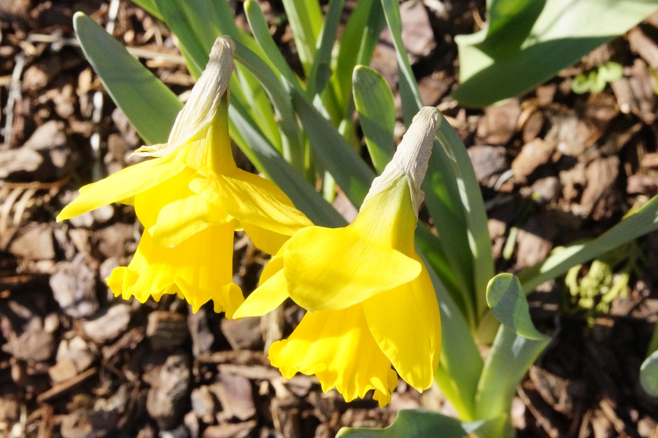 osterglocken yellow two free photo